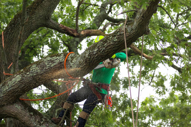 Best Palm Tree Trimming  in Pinehurst, ID