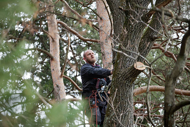 Trusted Pinehurst, ID Tree Services Experts